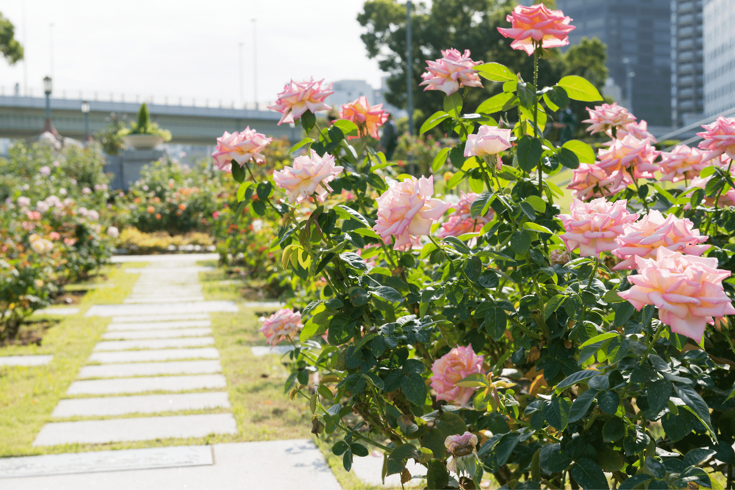 rose garden portland