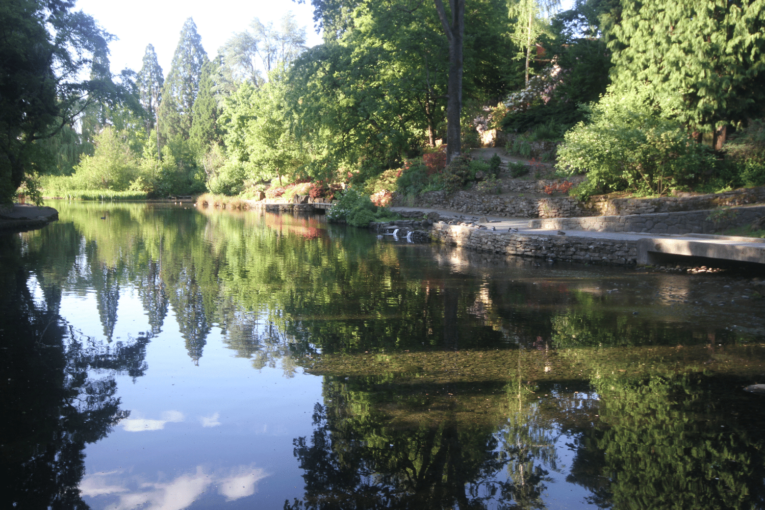 Japanese tea garden