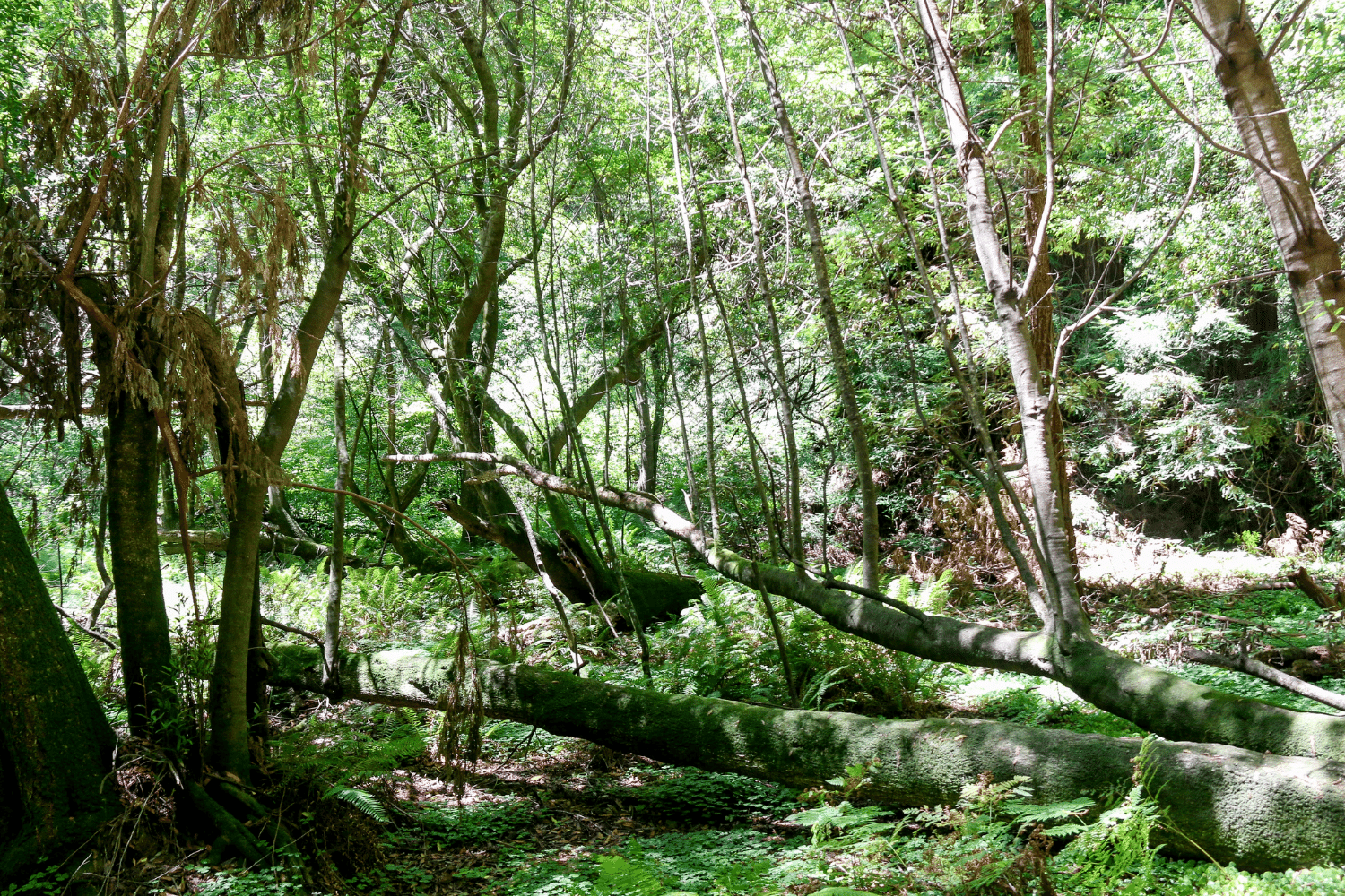 redwoods