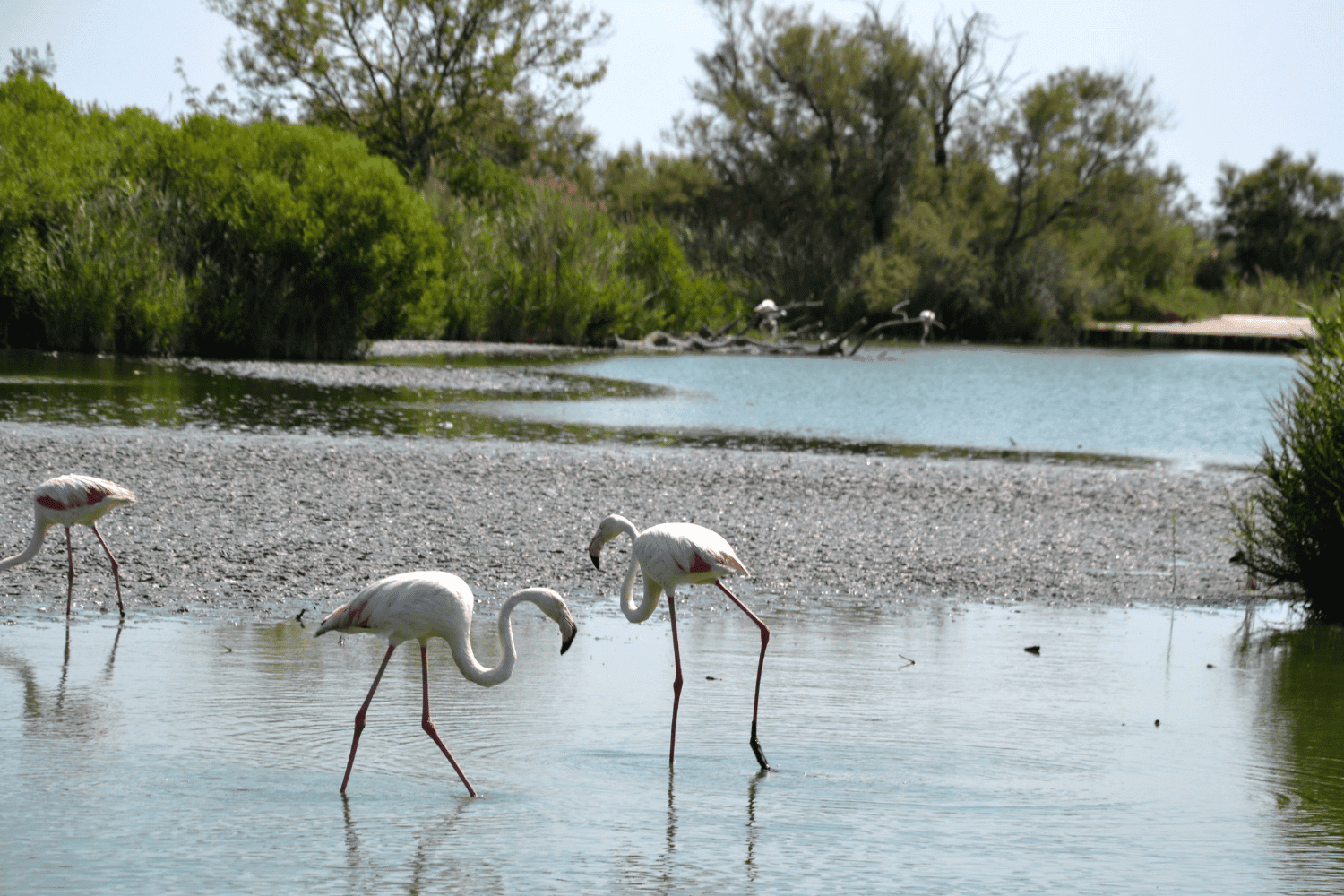 what to do in comporta portugal