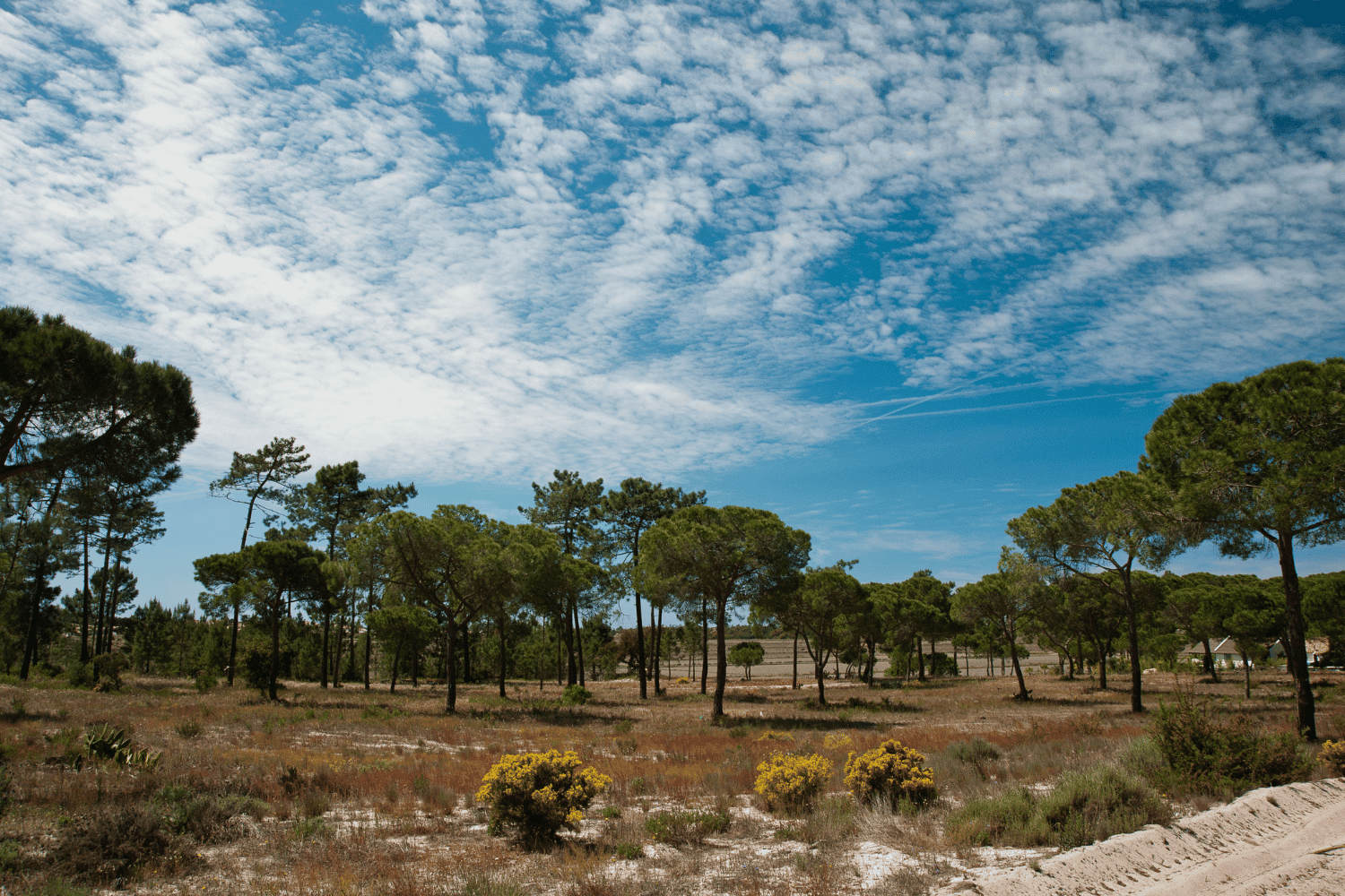 what to do in comporta portugal