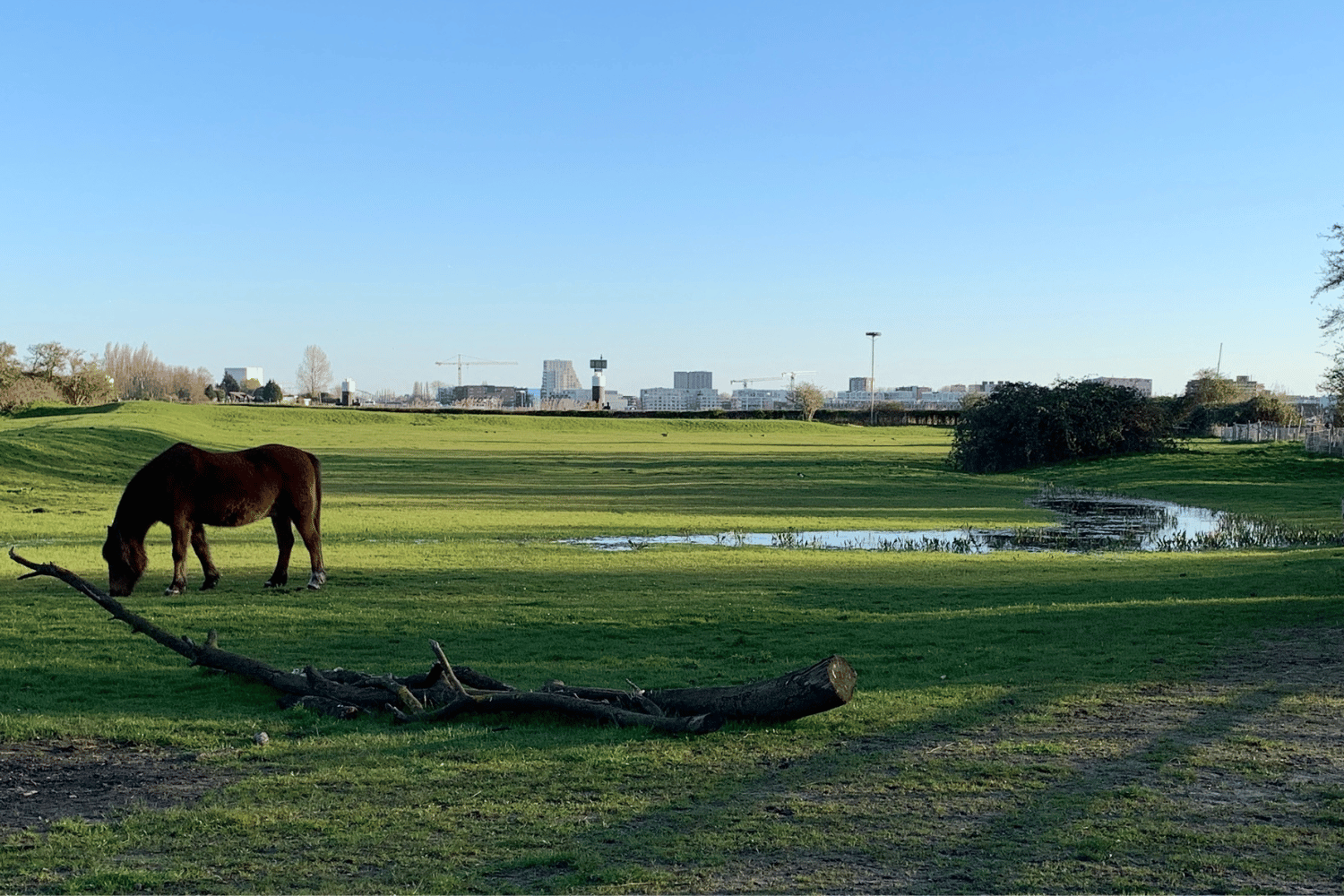 what to do with kids in amsterdam