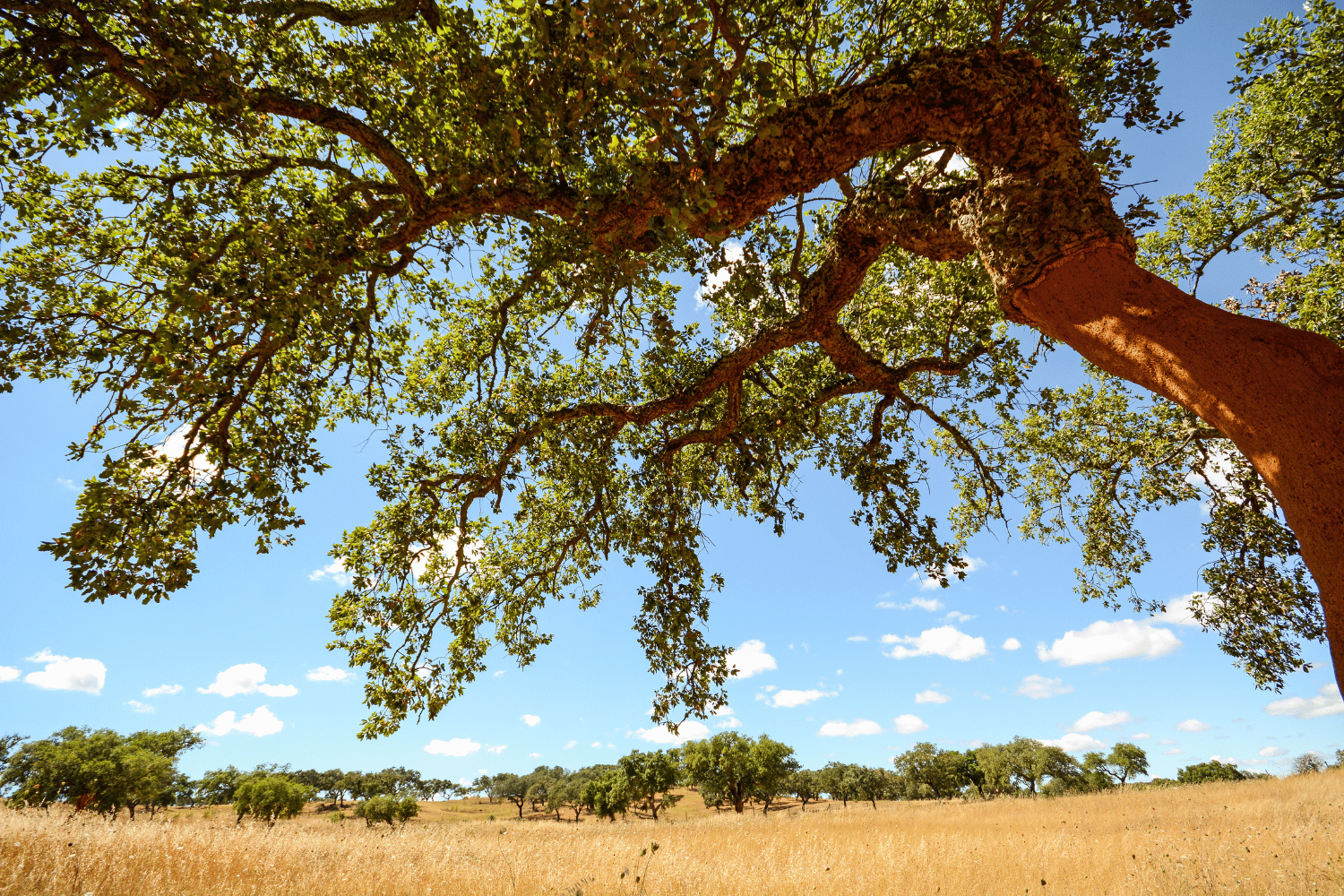 alentejo region portugal