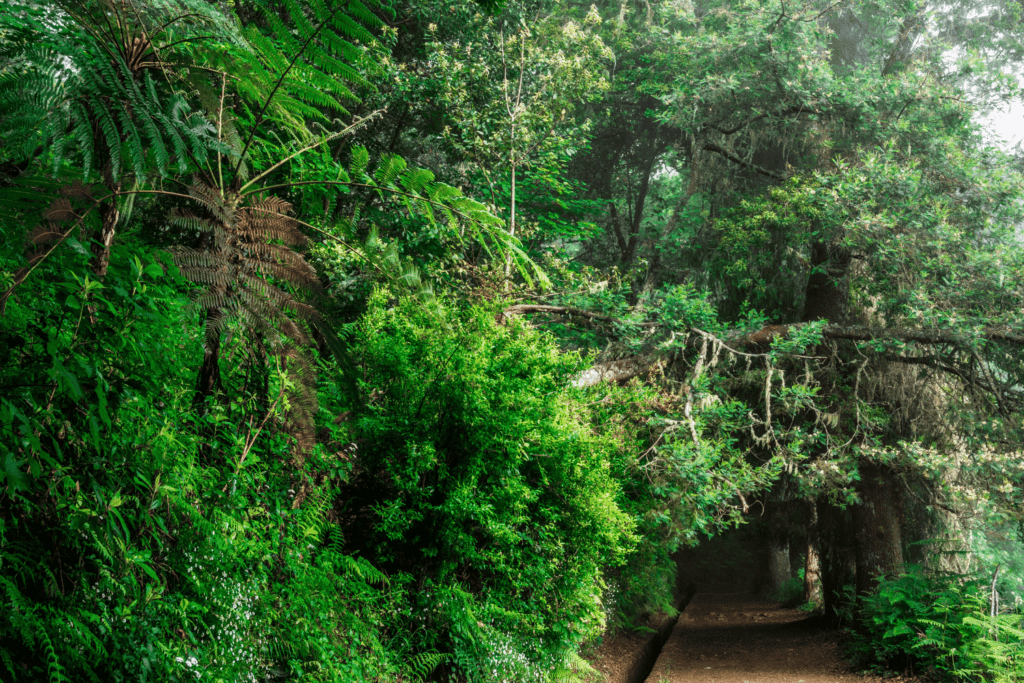things to do on madeira island