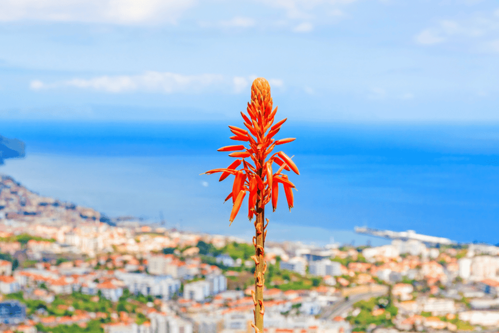 what to do in madeira portugal