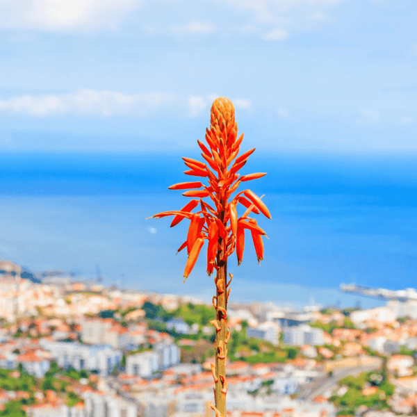 what to do in madeira portugal
