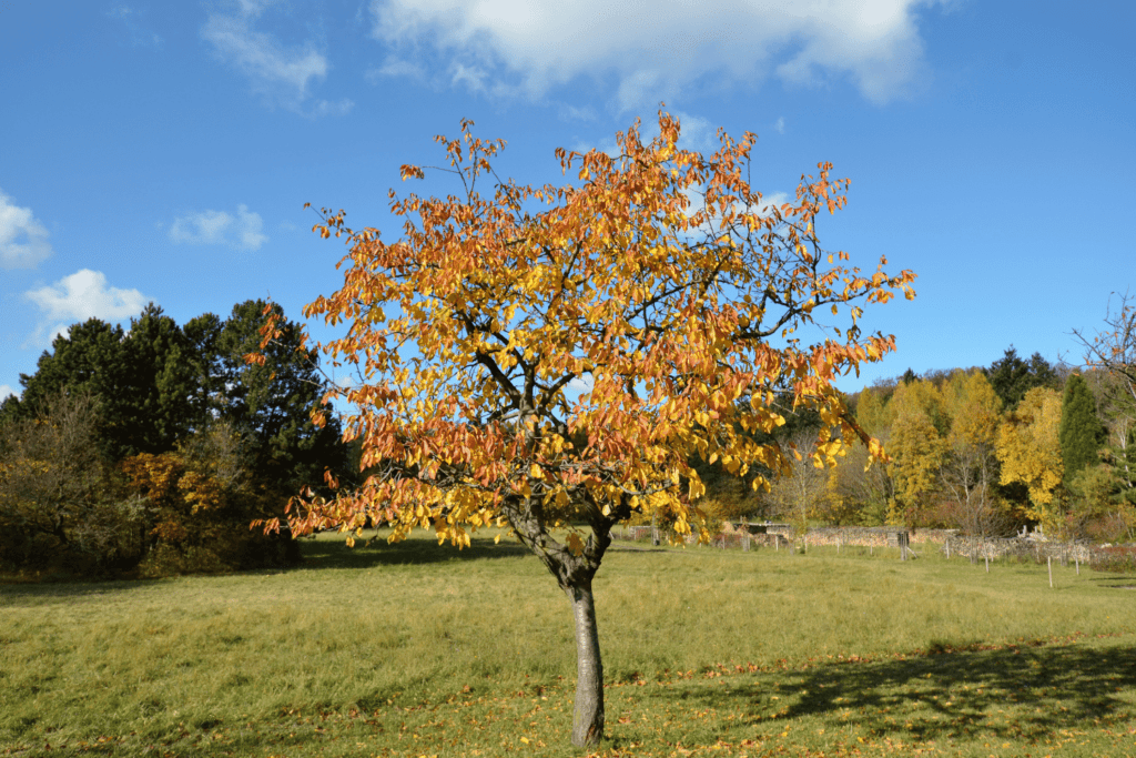 best day trip from vienna