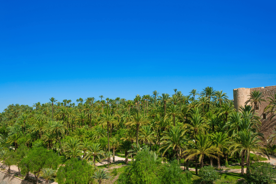 Palmeral de Elche
