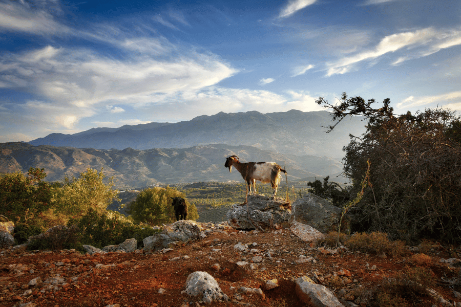 Goats in Crete