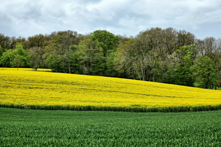 Normandy countryside