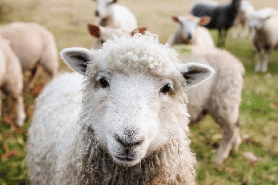 irish sheep