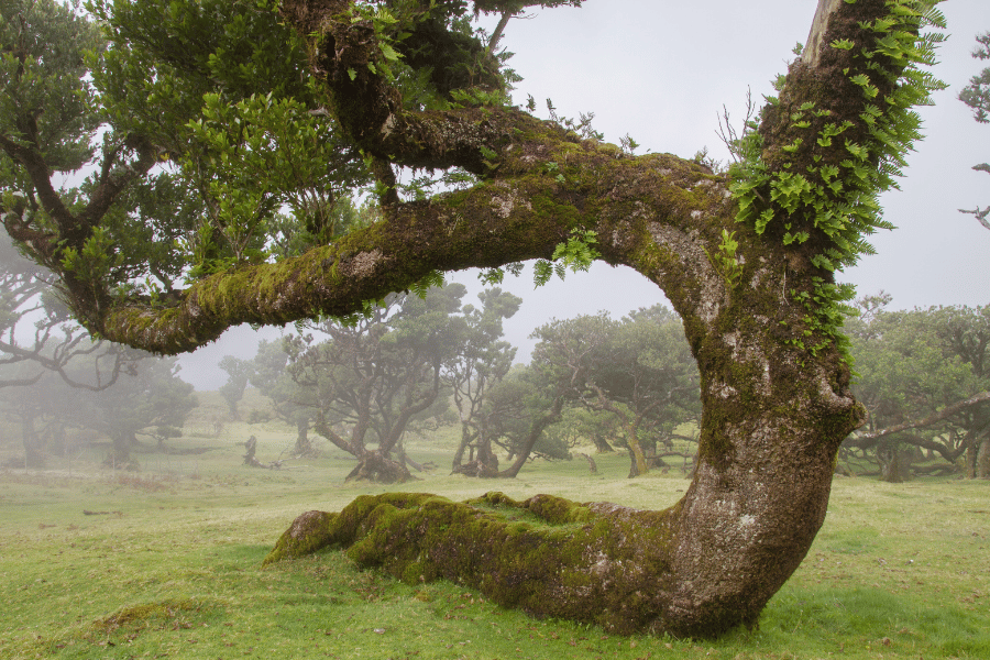 laurasilva forest in madeira