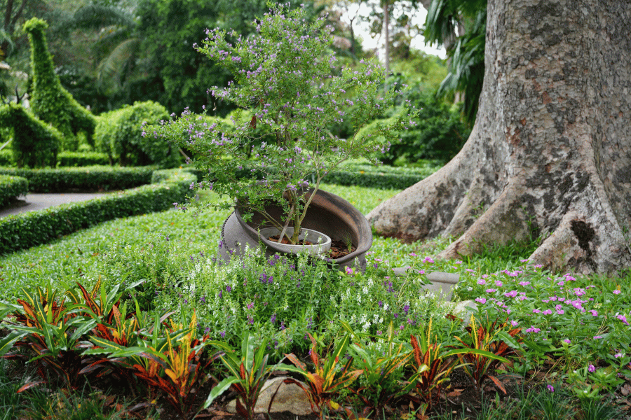 botanical garden