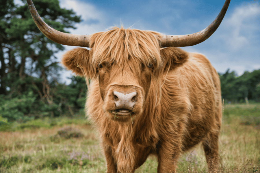 scottish highland cow in the hague