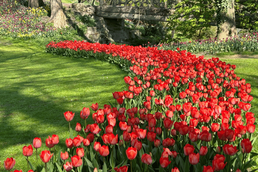 keukenhof fields
