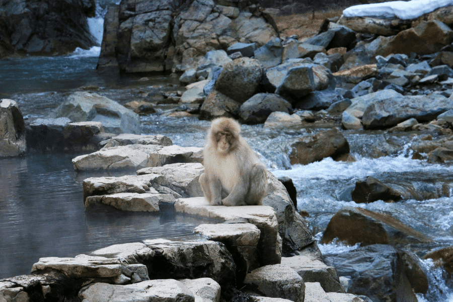 Jigokudani Monkey Park